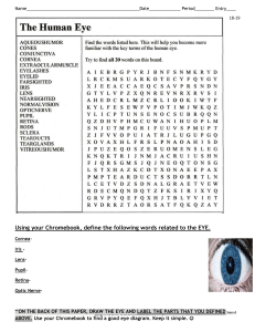 Human Eye Word Search and Vocab