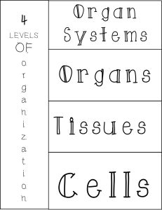 Levels of Organization Foldable