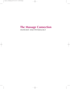 The Massage Connection Anatomy and Physiology