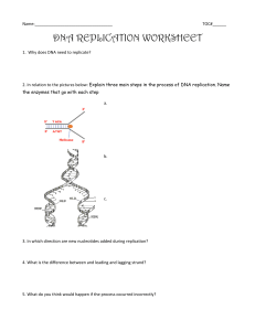 Dna Replication Worksheet and coloring