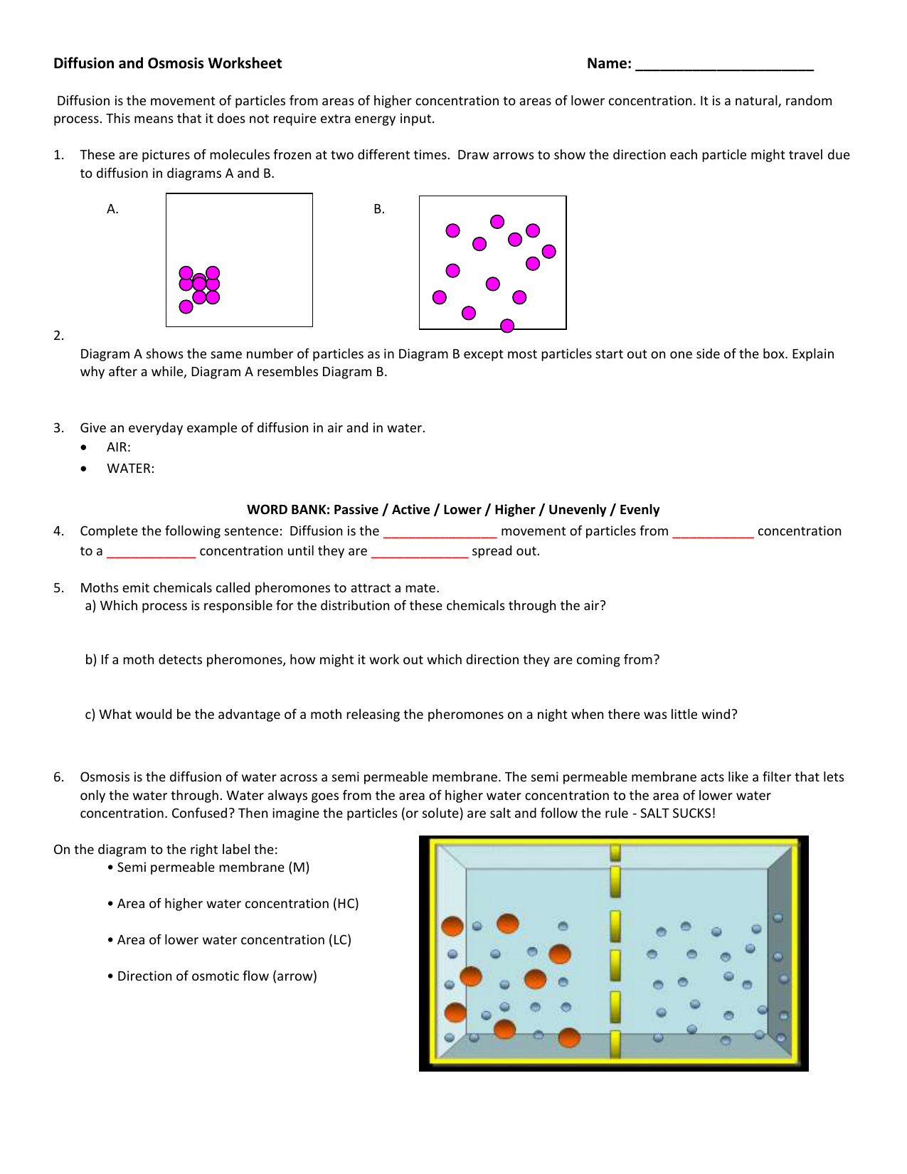 Diffusion and Osmosis Worksheet Within Diffusion And Osmosis Worksheet