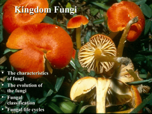 Intro to Fungi Presentation