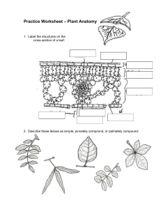 Plant Anatomy (2)