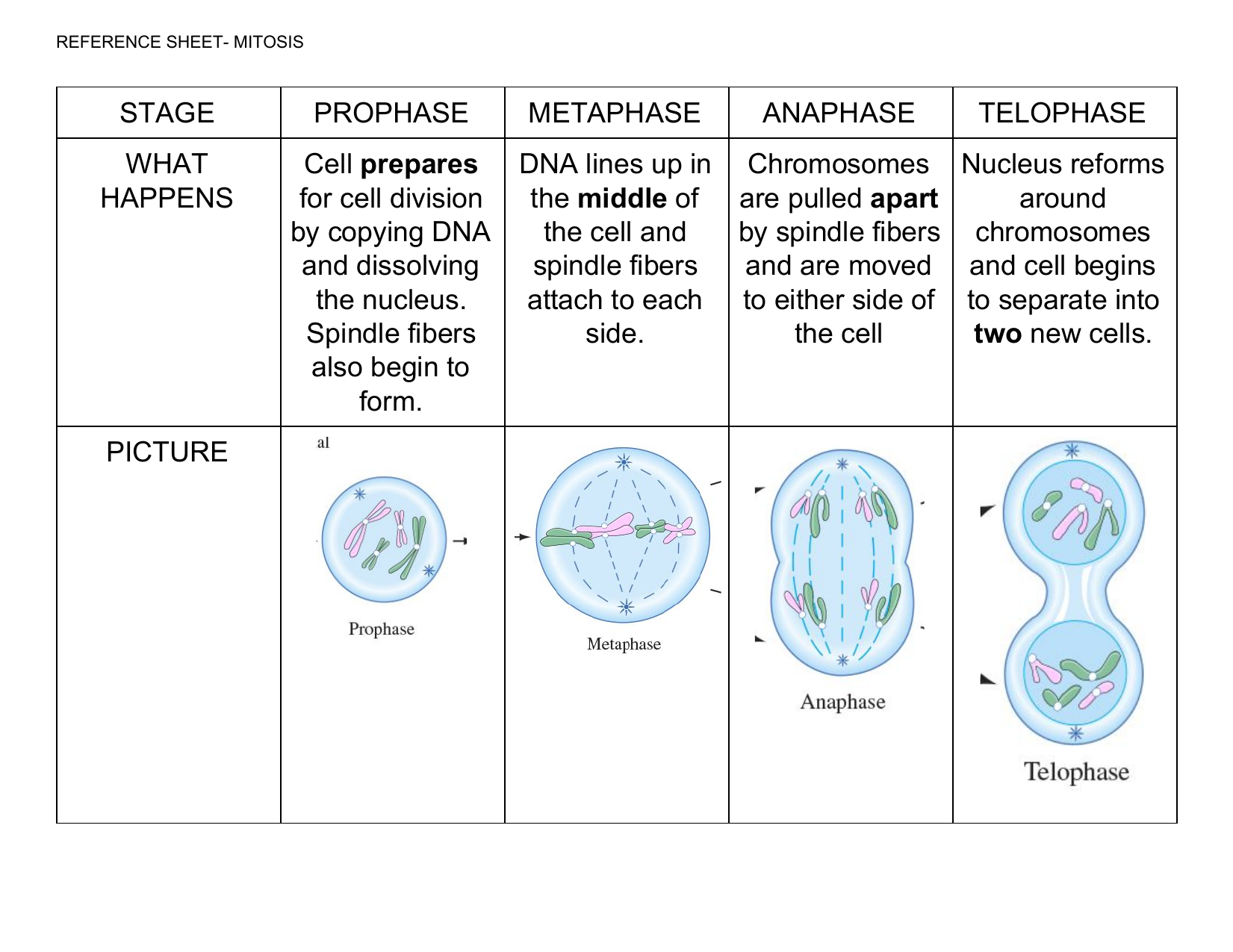 prophase prometaphase metaphase anaphase telophase