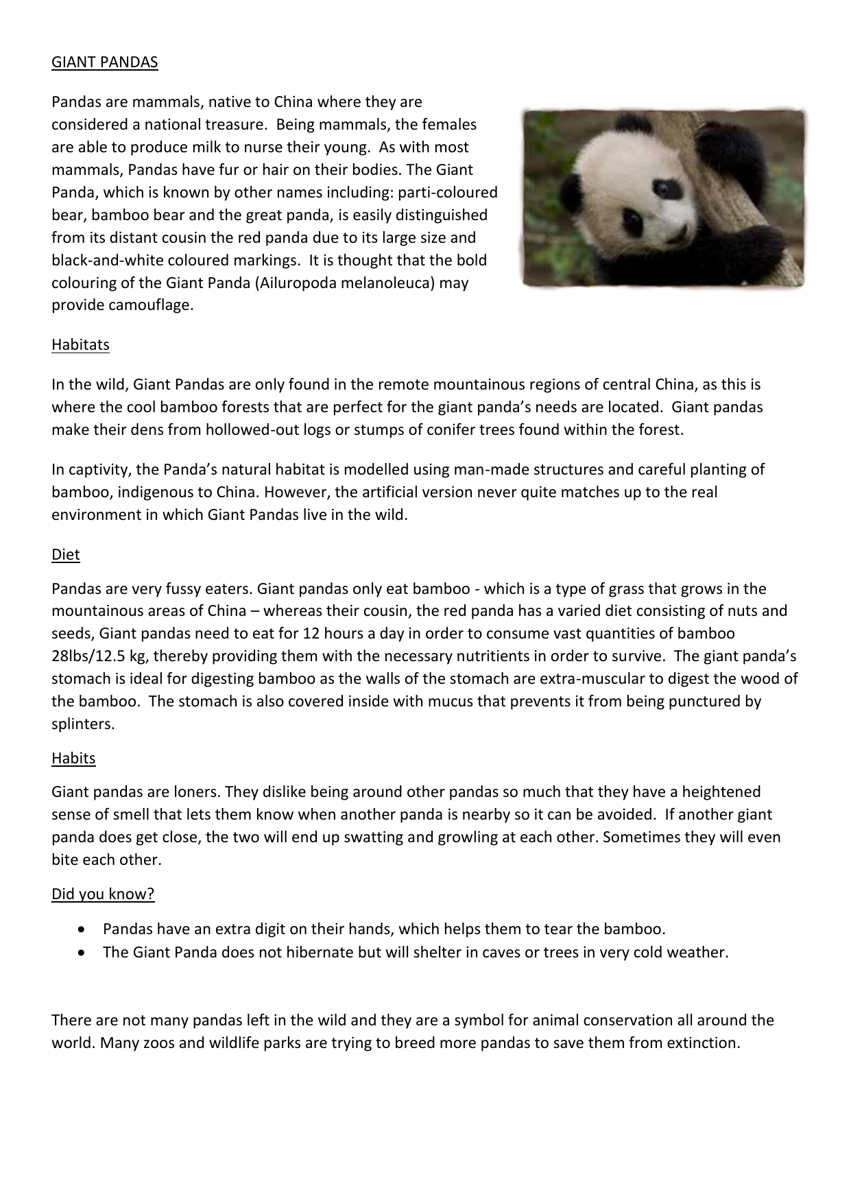 words to describe a panda bear