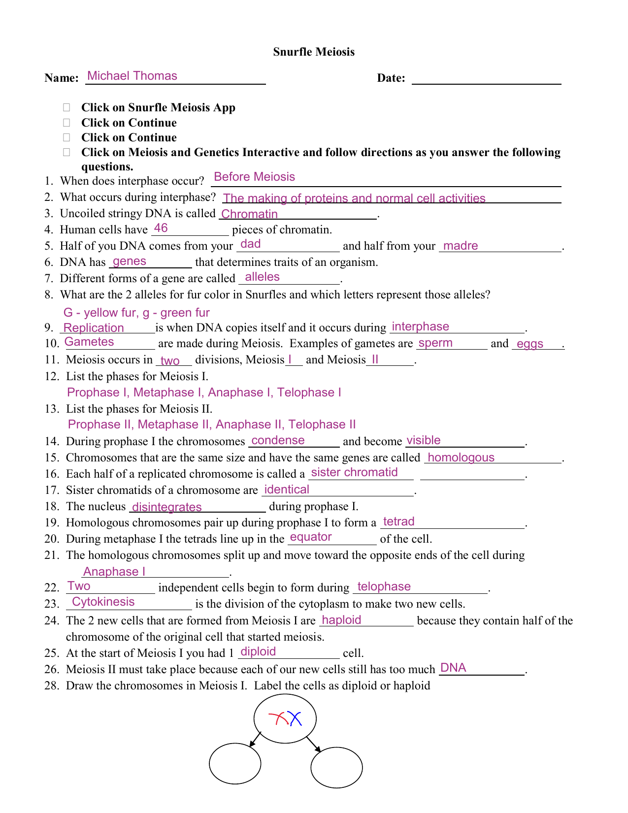 Snurfle Meiosis Worksheet