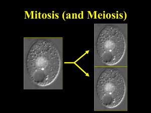 Mitosis (and Meiosis)2
