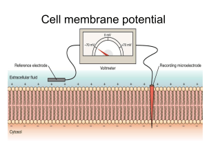 Cell membrane potential