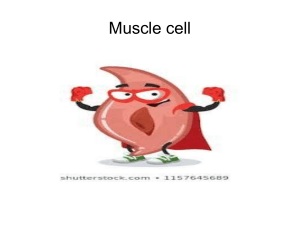 Muscle cells 8