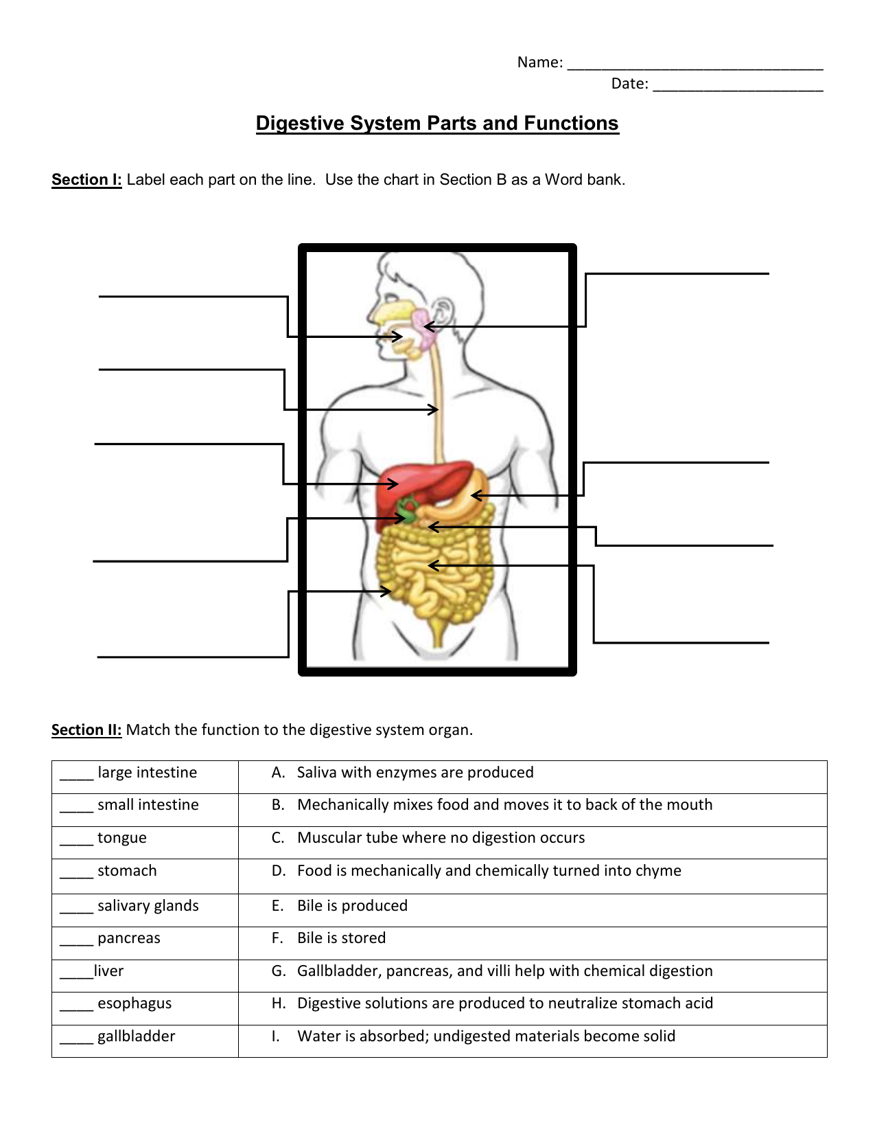 Digestive System Function Chart