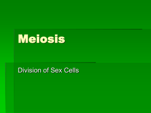 Meiosis PowerPoint