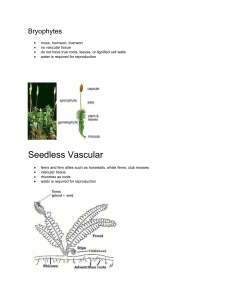 Bryophytes and seedless plants.