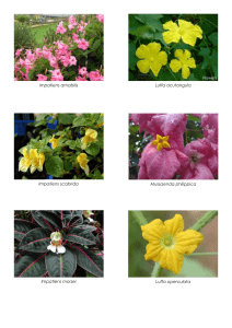 Herbarium Specimens (Search) - Copy
