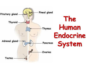 EndocrineSystem