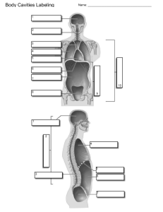 Body Cavities Labeling Worksheet