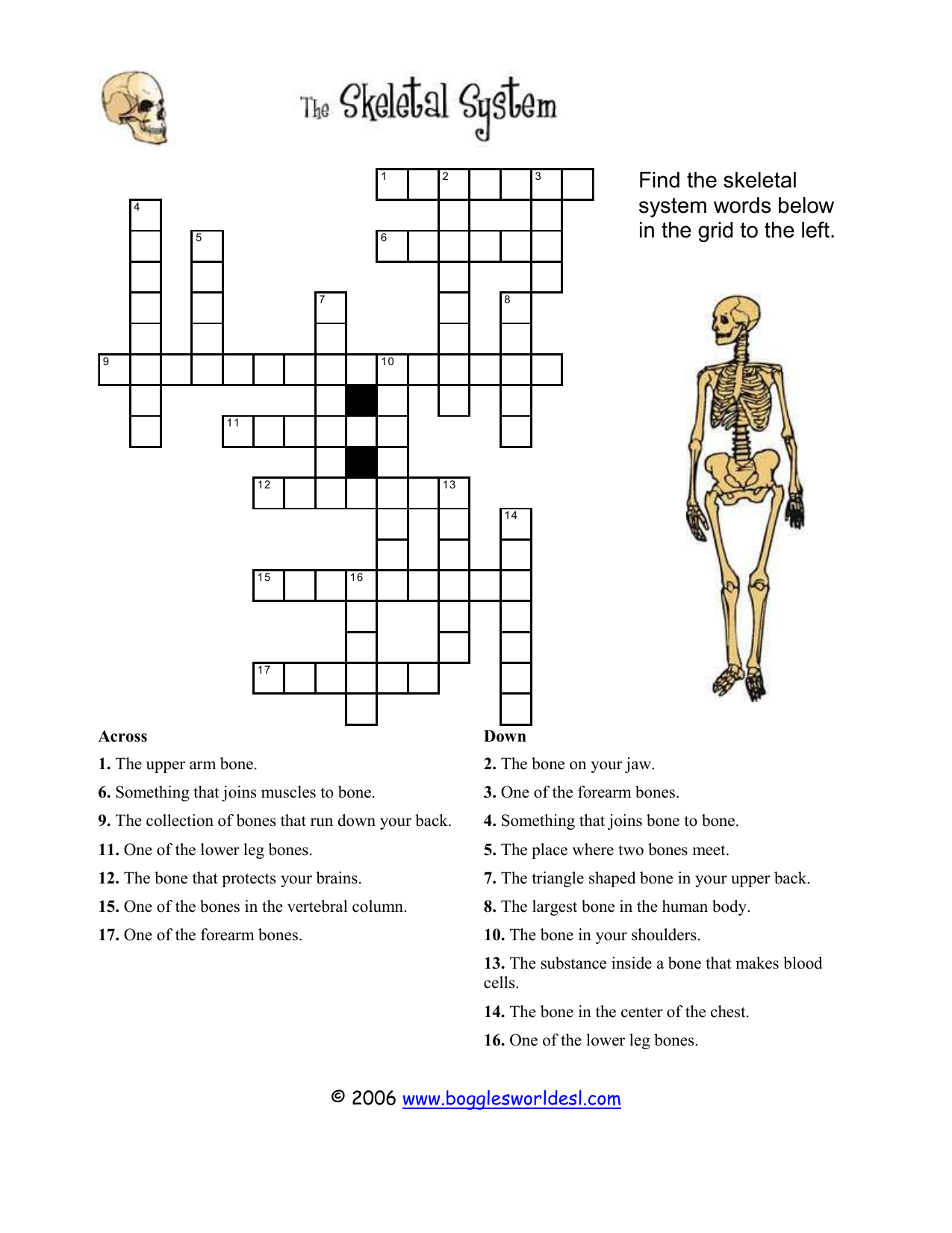 skeletalsystem crossword2