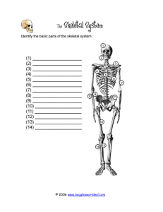 skeletalsystemdiagram1