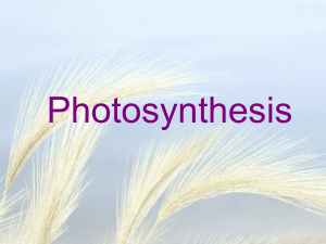 photosynthesis-1271846774-phpapp01