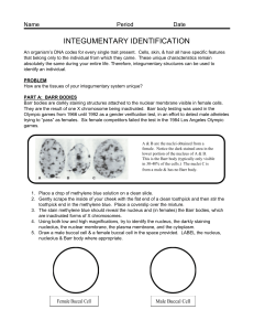 Lab Integumentary Identification