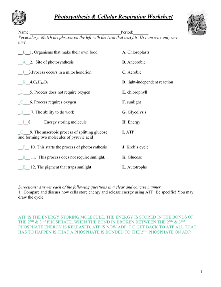 Cellular Respiration And Exercise Worksheet Answers Thalia has Lam