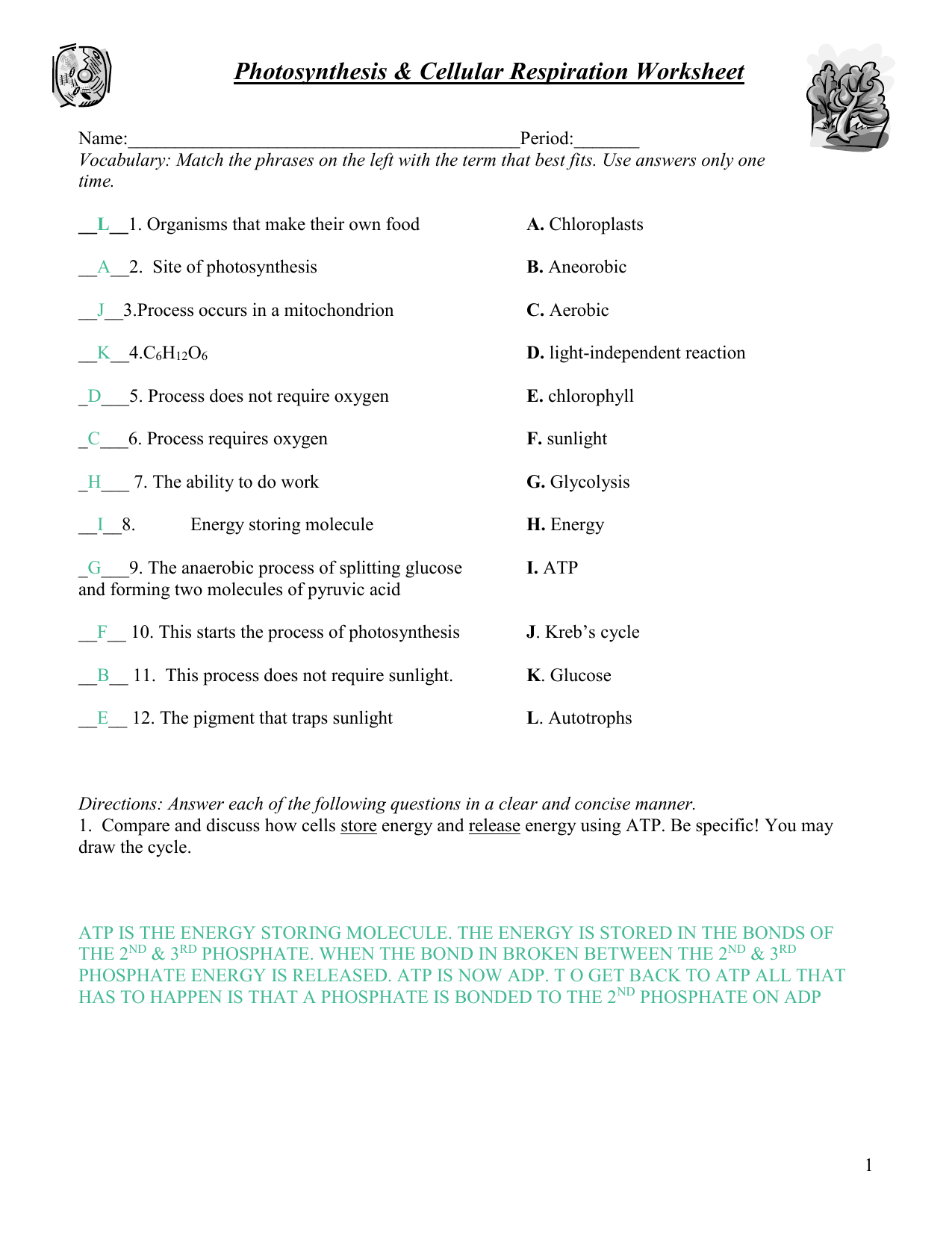 Key Photosynthesis respiration review worksheet In Cellular Respiration Review Worksheet