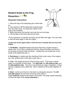 Student Guide to the Frog Dissection