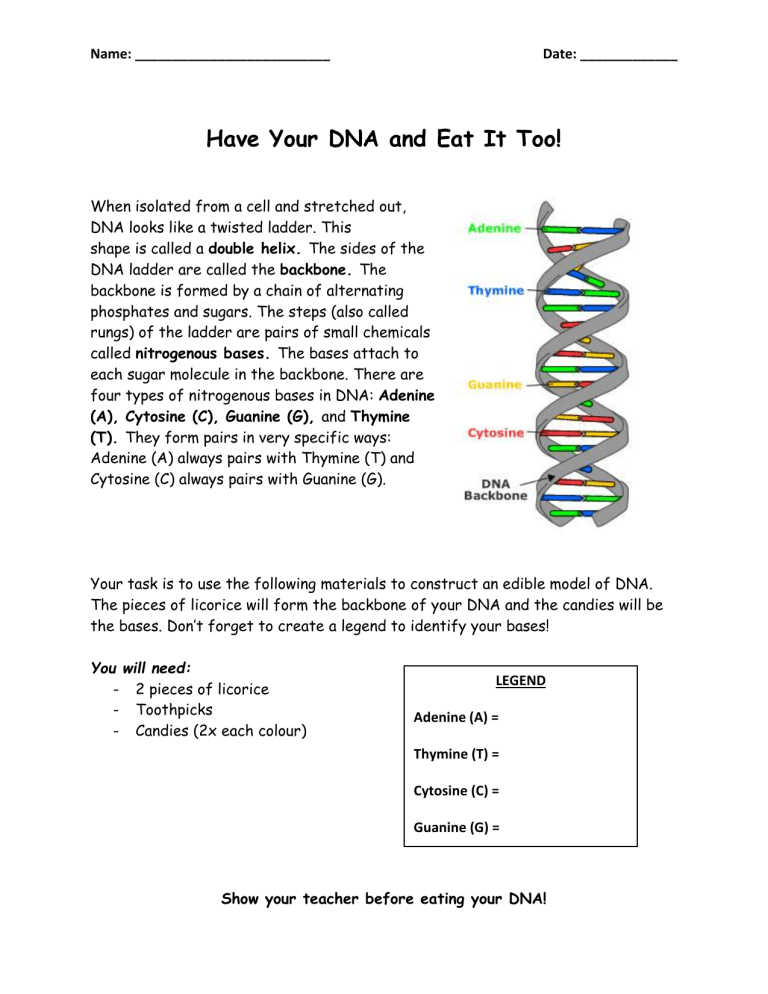 Candy Dna Model Worksheets