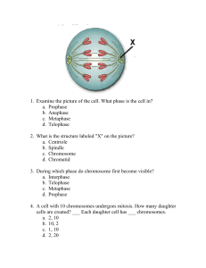 Mitosis Quiz