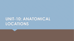 anatomical locations