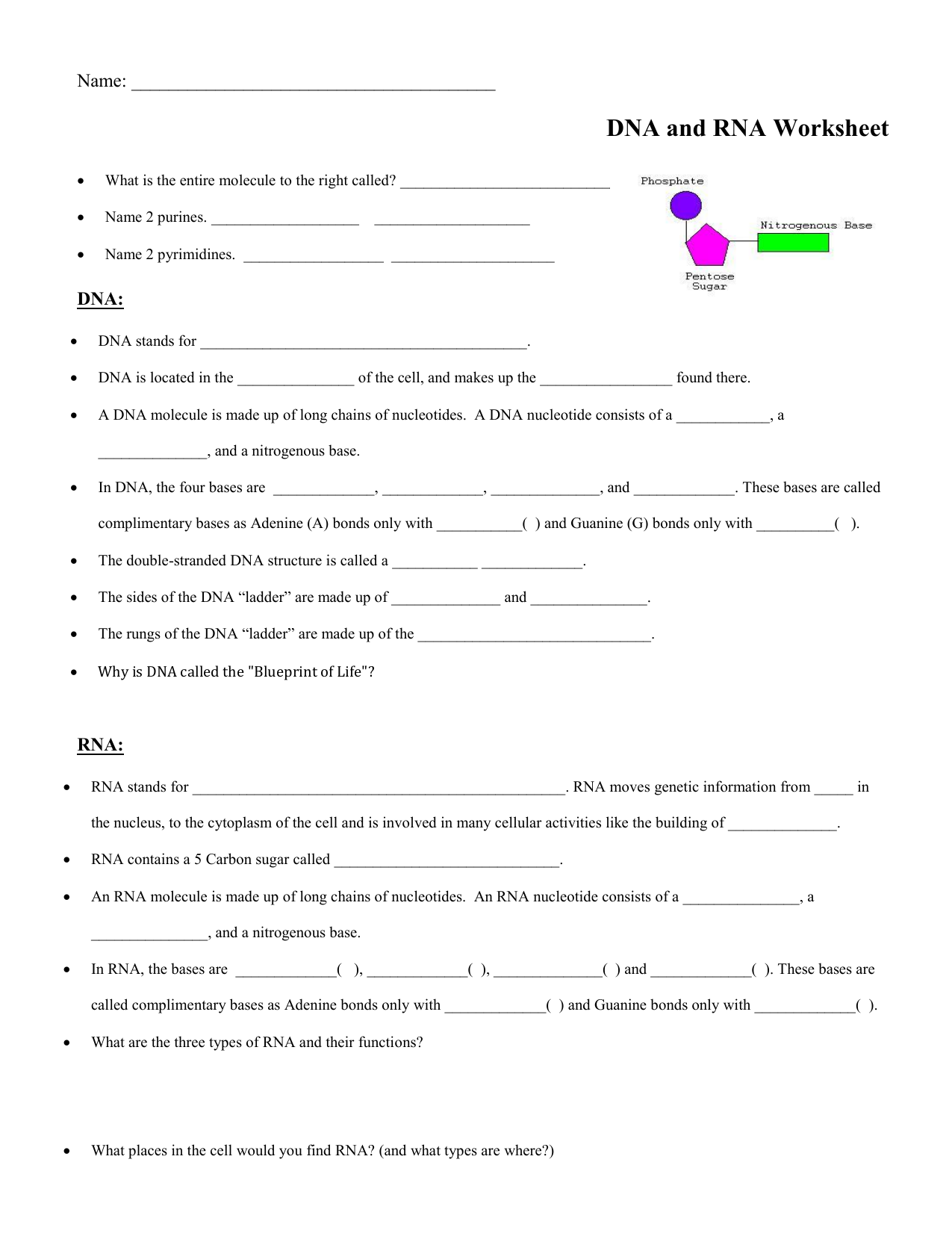 Dna Rna Worksheet