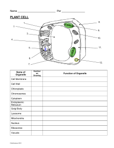 Blank structure function plant animal cell quiz