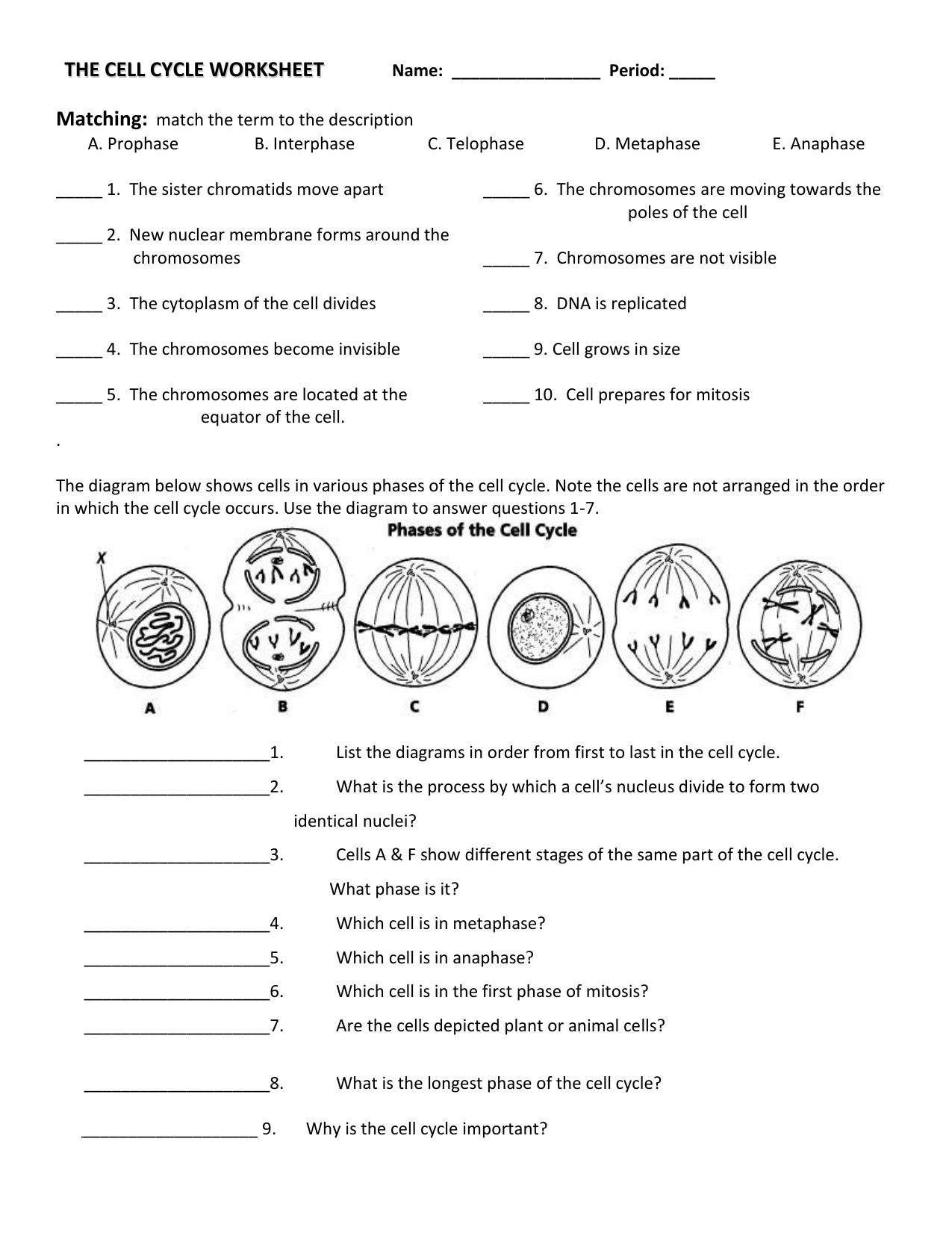 the-cell-cycle-worksheet (20) With Regard To Cell Division Worksheet Answers