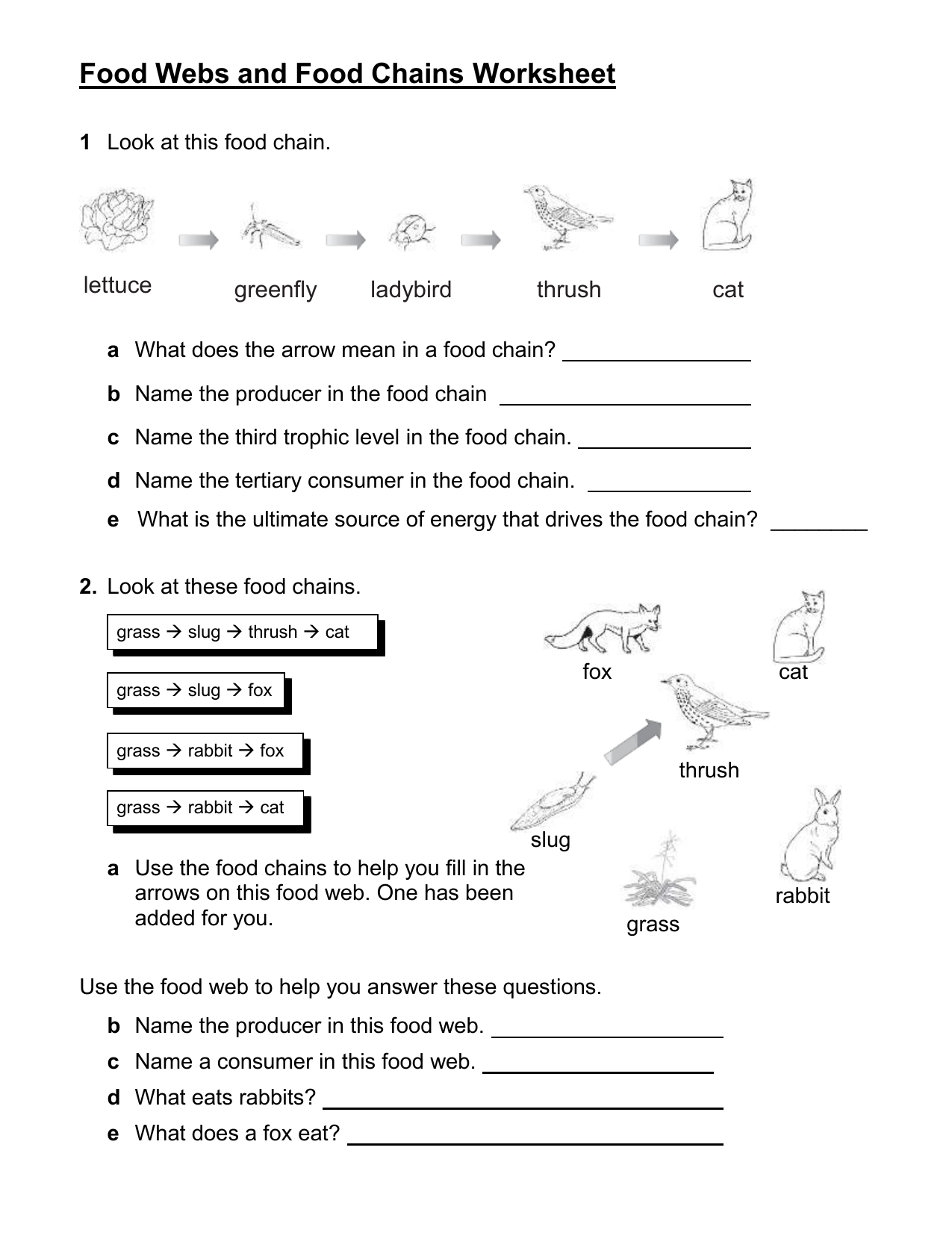 Food Chain Worksheet Answers