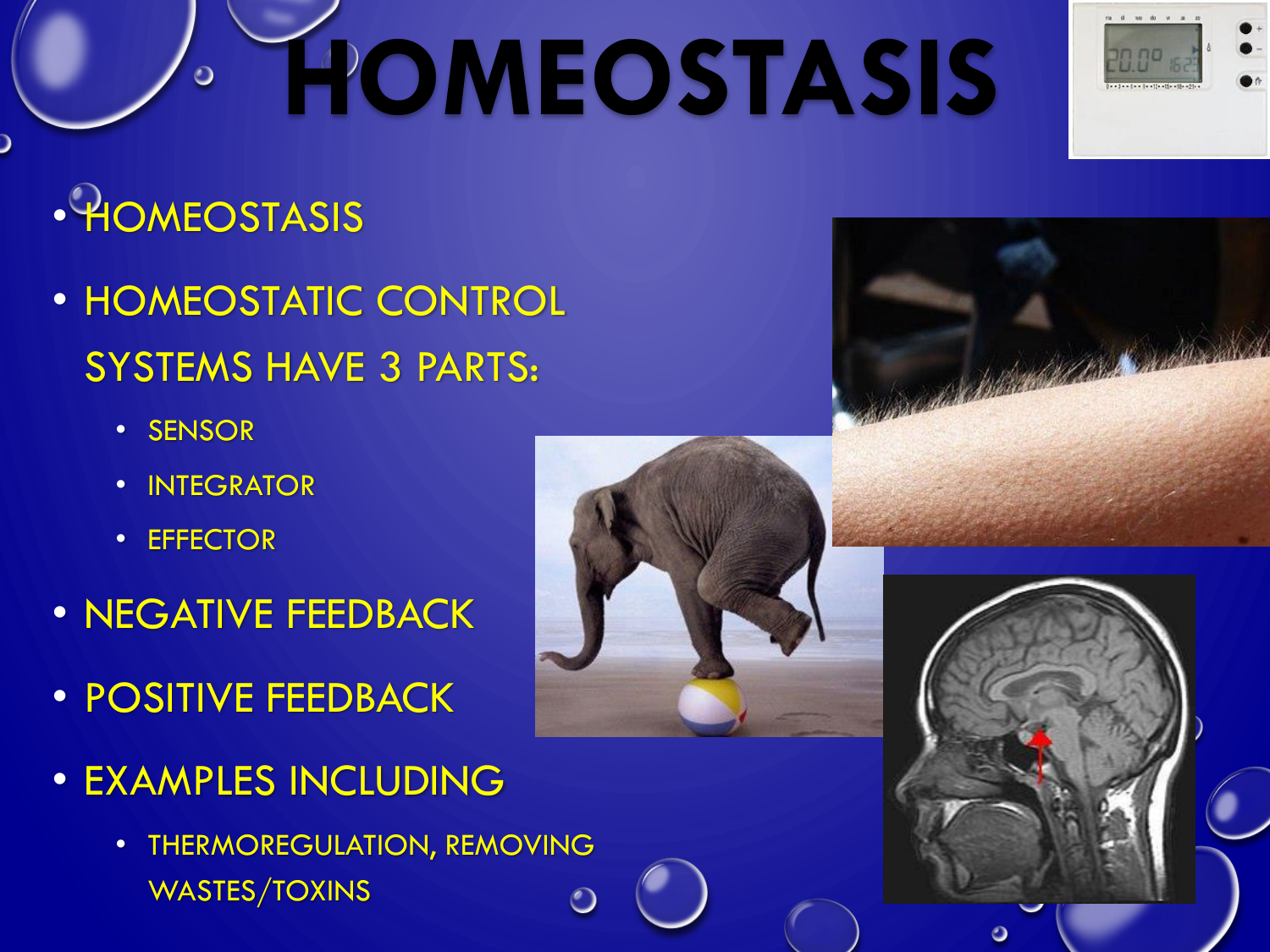 homeostasis