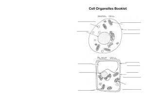 Cell Organelles Booklet