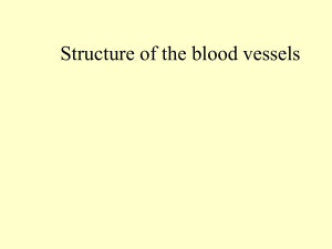 blood vessel structure (1)