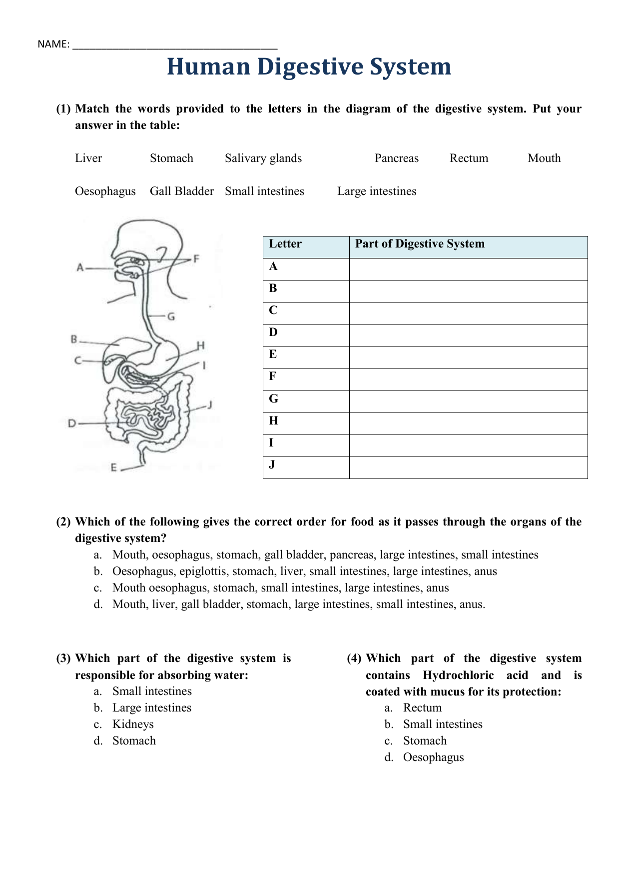 Human Digestive System worksheet Throughout Human Digestive System Worksheet