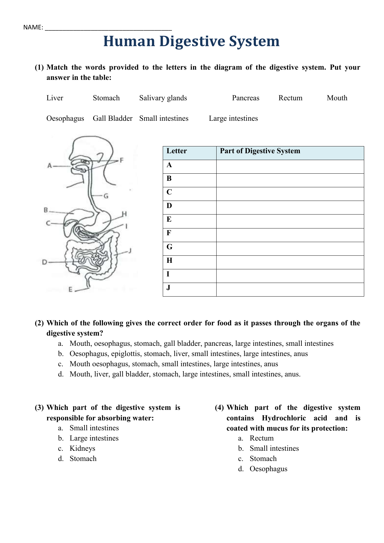 human digestive system worksheet