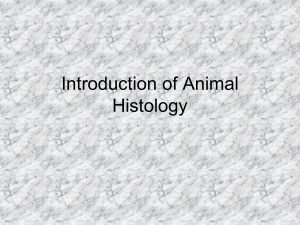 Animal Histology Lecture 1