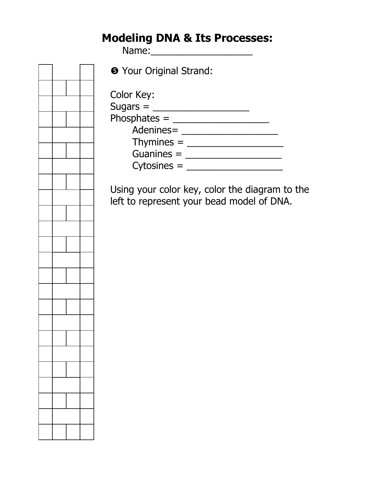 Drawing DNA Replication Activity.doc With Dna Replication Coloring Worksheet