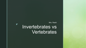 Invertebrates vs vertebrates
