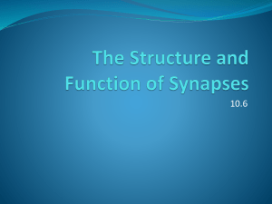 10.6 the structure and function of synapses ali