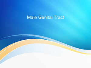 Male Genital Tract