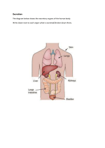 Excretion organs worksheet