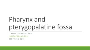 Lecture 12-13 pharynx and pterygopalatine fossa