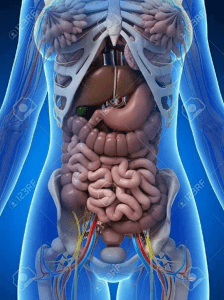 3D  Human internal organs skeleton structure