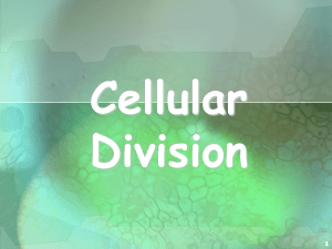 cell cycle & cell division pdf