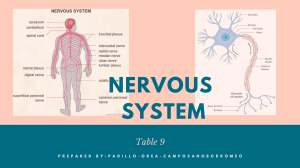 NERVOUS-SYSTEM