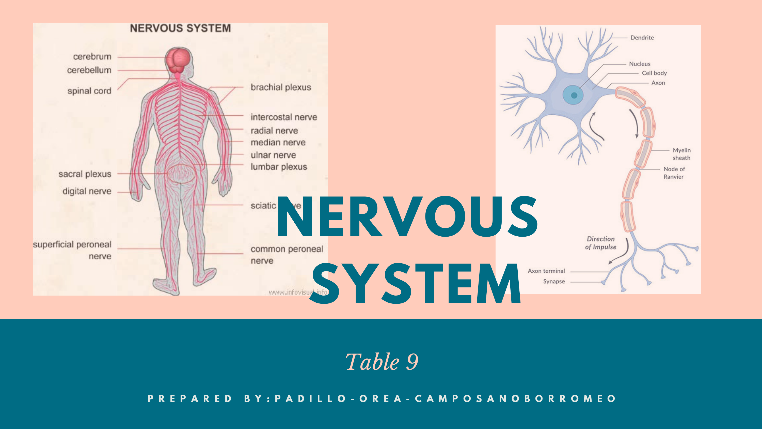 NERVOUSSYSTEM