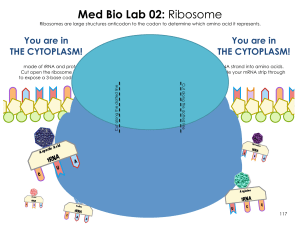 02f ribosome template
